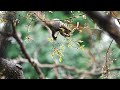 4k 雨上がりに新芽を食べる子リス　baby squirrel eating sprouts after rain.