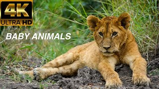 Baby Animals 4K - Amazing World Of Young Animals  | Scenic Relaxation Film