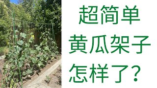 【种菜】超简单黄瓜架子的期中报告｜实际使用体会和改进｜Update Of My Simple Cucumber Trellis