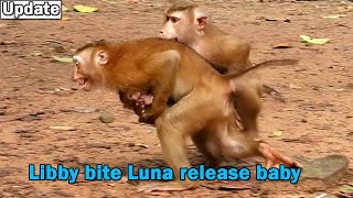 Naughty monkey Libby try bite young monkey Luna for stop her capture baby Rainbow run escape away