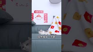 【捏捏的日常】 小貓咪：不明物體來了，快逃！