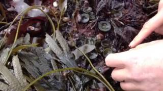 Pepper Dulse