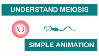 How Meiosis Works in Humans | Definition and Phases | Learn about Meiosis with This Simple Animation