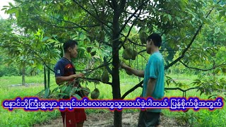 နောင်ဘိုကြီးရွာမှာ ဒူးရင်းပင်လေးတွေသွားဝယ်ခဲ့ပါတယ် ပြန်စိုက်ဖို့အတွက်