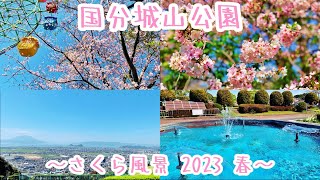 【旅行Vlog150】国分城山公園のサクラ2023春 ～霧島・伊佐さくらツアー2023～  (2023.3.29)