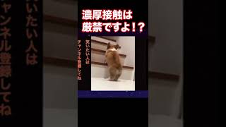 【爆笑】動物おもしろアフレコ🤣あり得ないことをする犬、猫・おもしろ犬、猫・ハプニング集11.5-4　#shorts