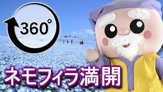 【360°動画】国営ひたち海浜公園 ネモフィラ花畑 withハッスル黄門