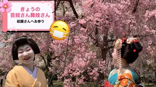 【きょうの芸妓さん舞妓さん】祇園さんへお参り 令和二年春ver~