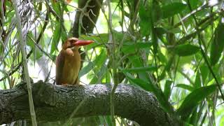 【作業用】鳥の鳴き声、波の音、リュウキュウアカショウビンがいる海岸林の自然音BGM15分