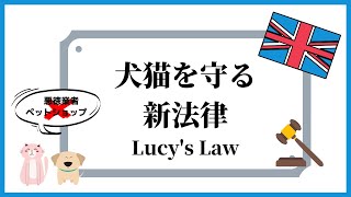 【法律】イギリスでペットショップでの子犬・子猫の販売が禁止に？犬猫を守るための新しい法律を英国獣医師が解説