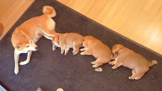 Shibe centipede - Shiba Inu puppies (with captions)