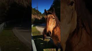 Two horses are walking on asphalt mountain road in at warm summer day