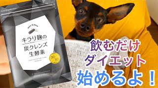 【ミニピン】ダイエット企画第七弾②/飼い主チャレンジ/大河11ヶ月 ♂