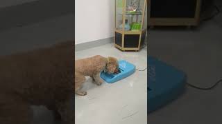 マイクロチップ反応型給餌器Smart Automatic Microchip Pet Feeder video