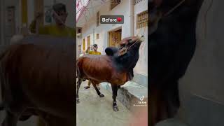 Eid ul Adha Animal 2021 | Cow Tiktok | Cow Lover | Qurbani Eid Janwar | whatsapp status | #Shorts