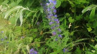 Viper's Bugloss