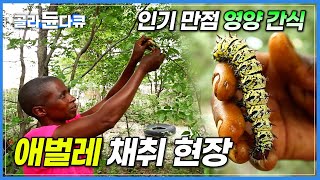 직접 먹어보니 메뚜기만큼 맛있다? 단백질 지방 풍부한 고소한 영양 간식 모파니 나방 애벌레 채취 현장│아프리카 보츠와나│세계테마기행│#골라듄다큐