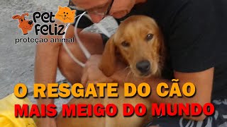 O RESGATE DO CÃO MAIS MEIGO DO YOUTUBE, UM CACHORRO LINDO E ADORÁVEL ABANDONADO.