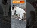 脱走兵を発見したら～150日目～ shorts cats 猫