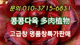 #콩콩다육#多肉植物 #다육판매 #명품창 착한가격에판매#다육재테크