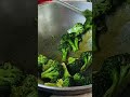 rui machh diye broccoli 🥦