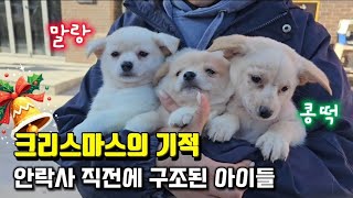 이번 크리스마스를 맞이할 수 없던 아이들...