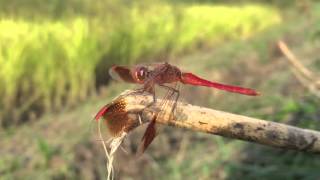 Sympetrum pedemontanum e.