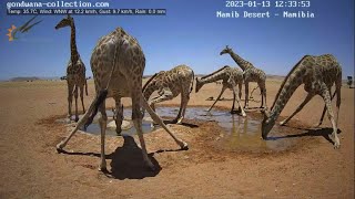 Giraffe in the Namib Desert