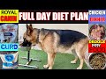 German Shepherd Diet Plan | Healthy Full Day Diet Chart For GSD Morning, Afternoon & Evening Diet