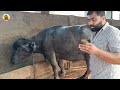 best pure jafrabadi dairy farm in bhavnagar 8 pure jafarabadi buffalo going to hyderabad telangana