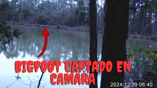 BIGFOOT CAPTADO EN CAMARA TRAMPA