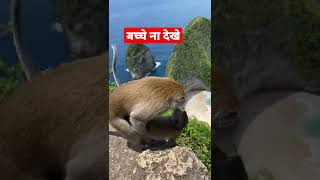 बन्दर ने किया बंदरिया के साथ गलत काम The monkey did the wrong thing with the 🐒#viral #monkey #new