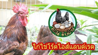 ไก่ไข่โร้ดไอส์แลนด์เรดV.1  by Chicken Reviews Channel