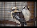 The Kookaburra of Timbavati Wildlife Park