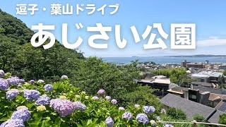 【逗子・葉山ドライブ】あじさい公園　【Zushi/Hayama Drive】Hydrangea Park