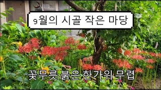 9월의 시골 작은 마당 풍경, 추석 무렵에 하는 소소한 생각들, 꽃무릇