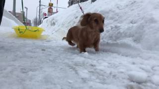 初散歩 ミニチュアダックス ココちゃん Walking with mini dachshund Coco for the first time this year