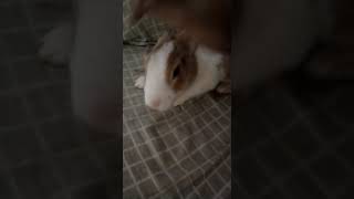 Bunny Jumps Down The Sofa. He's My Cute Bungee