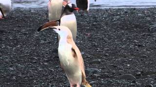 Rare White Penguin in Antarctica Rare White Penguin in Antarctica