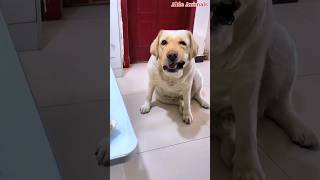 Not My Favorite! Dog’s Hilarious Reaction to Food 🍗❌ #funny #tiktok #reels