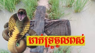 Put the trunk into the snake,ដាក់ទ្រូចូលពស់