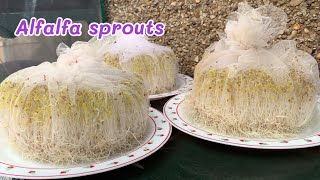 Alfalfa Sprouts 🌱 เพาะถั่วอัลฟัลฟา อร่อยมีประโยชน์มากค่ะ🌱❤️