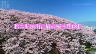 松本弘法山古墳の桜 空撮 4月12日YT