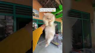 Pengiriman anak kucing imut # lucu# short video # cat