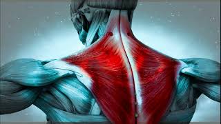 Shoulder \u0026 Arm Healing | 5.50 Hz Frequency Binaural Beats - 15 Min Rife Healing Sound Therapy