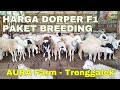 HARGA DOMBA DORPER F1 PAKET BREEDING TERBARU di AURA FARM