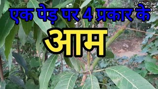 एक आम के पेड़ पर 4 प्रकार के आम // 4 types of mango on a single tree