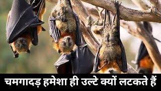 चमगादड़ हमेशा उल्टा ही क्यों लटकता है ||Why does the bat always hang upside down ?