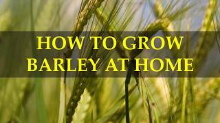 HOW TO GROW BARLEY AT HOME