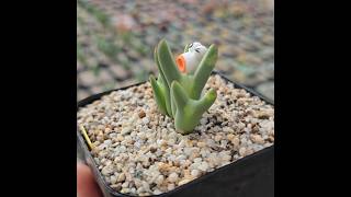 깜찍이  빌로붐과 그의친구~ #빌로붐 #움다우스 #코노피튬 #다소미랑 #conophytum #shorts